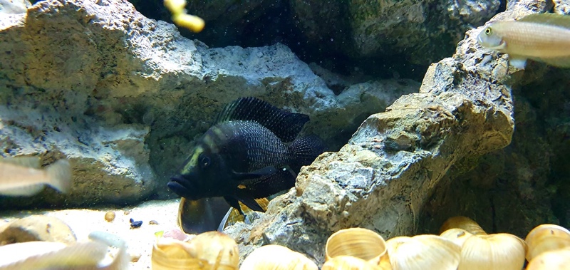 Altolamprologus calvus 'Mtoto'